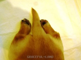 オッターテール